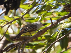Myiarchus tyrannulus