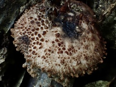 Strobilomyces polypyramis