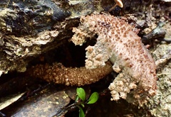 Strobilomyces polypyramis