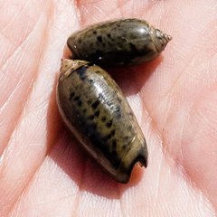 Oliva tigridella