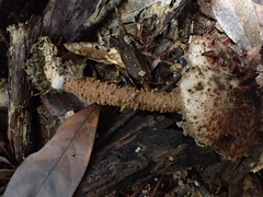Strobilomyces polypyramis