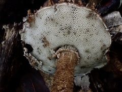 Strobilomyces polypyramis