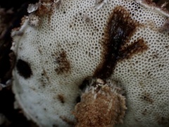 Strobilomyces polypyramis