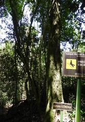 Gleditsia amorphoides