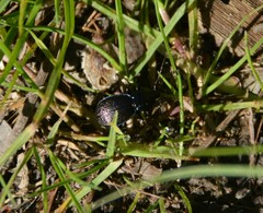 Sphaeroderus stenostomus