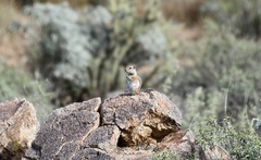 Ammospermophilus harrisii