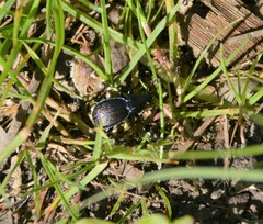 Sphaeroderus stenostomus