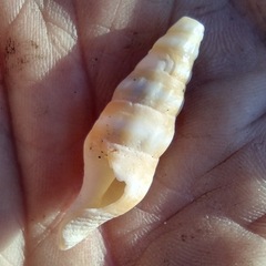 Ophiodermella inermis