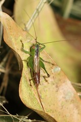 Conocephalus saltator