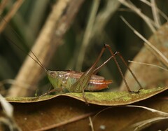 Conocephalus saltator