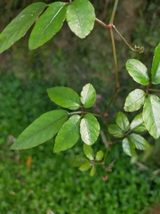 Causonis corniculata