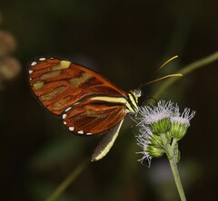 Ithomia heraldica