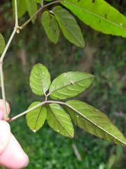 Causonis corniculata