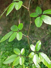 Causonis corniculata