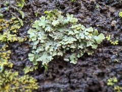 Phaeophyscia pusilloides