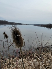 Dipsacus