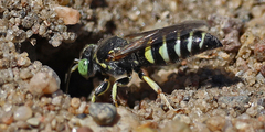 Bembecinus nanus