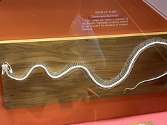 Protobothrops flavoviridis