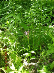 Platanthera grandiflora