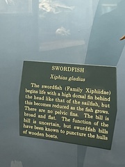 Xiphias gladius