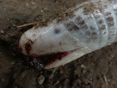 Amphisbaena fuliginosa