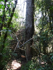 Parapiptadenia rigida