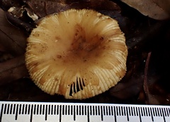 Russula senecis