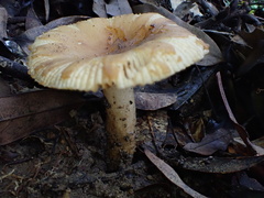 Russula senecis