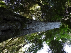 Parapiptadenia rigida