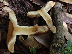 Russula senecis