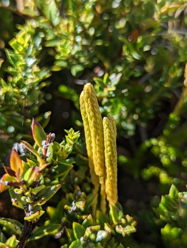 Image of Austrolycopodium magellanicum by (c) My-Lan Le, some rights reserved (CC BY)