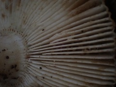 Russula senecis