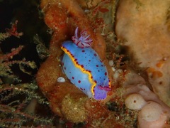 Hypselodoris bennetti