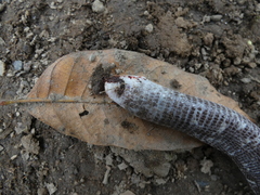 Amphisbaena fuliginosa