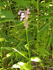Platanthera grandiflora