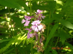Platanthera grandiflora