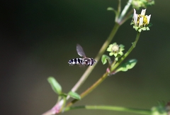 Betasyrphus serarius
