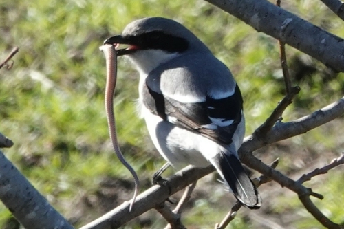 Western Skink, San Luis Obispo County, US-CA, US, photo 6 of 10