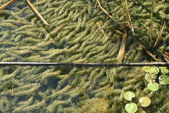 Elodea canadensis