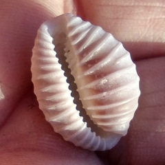 Pusula solandri
