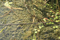 Elodea canadensis