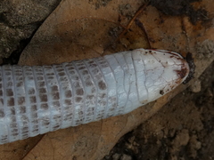 Amphisbaena fuliginosa