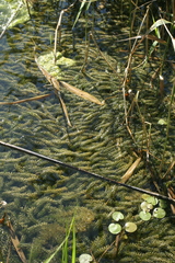 Elodea canadensis