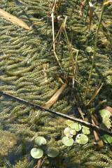 Elodea canadensis