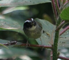 Basileuterus melanogenys