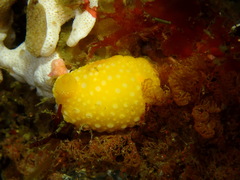 Doris chrysoderma