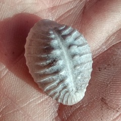 Pusula solandri
