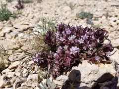 Gentianella tortuosa