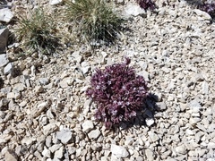 Gentianella tortuosa