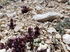 Gentianella tortuosa